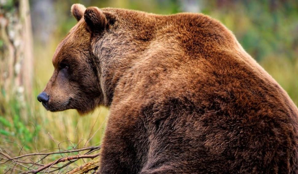 Oamenii care participau la o înmormântare, fugăriţi de un urs venit din pădure, în Mureş: "Ultima dată a venit şi mai aproape, atunci chiar am crezut că intră peste noi" 898252