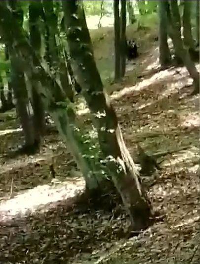 Oamenii care participau la o înmormântare, fugăriţi de un urs venit din pădure, în Mureş: "Ultima dată a venit şi mai aproape, atunci chiar am crezut că intră peste noi" 898253