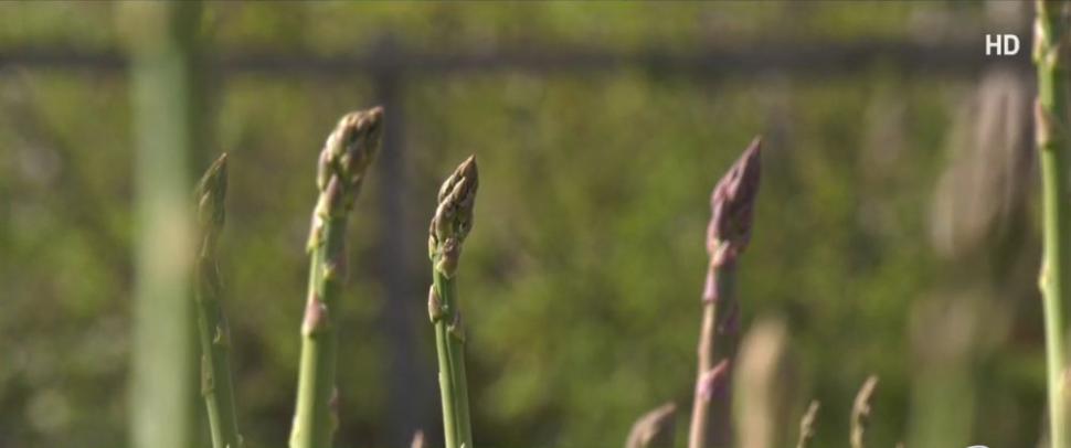 Afacerea cu care doi români din Bihor au dat lovitura. "Hrana regilor" se vinde cu 45 de lei/kg 898428