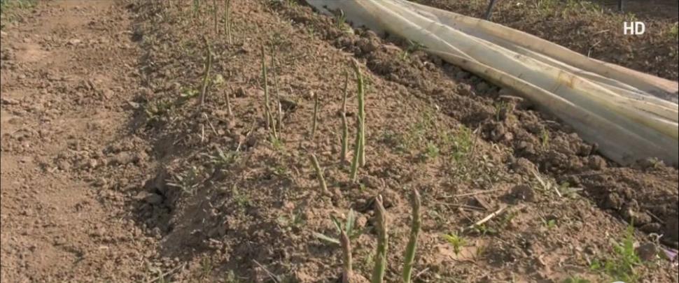 Afacerea cu care doi români din Bihor au dat lovitura. "Hrana regilor" se vinde cu 45 de lei/kg 898429