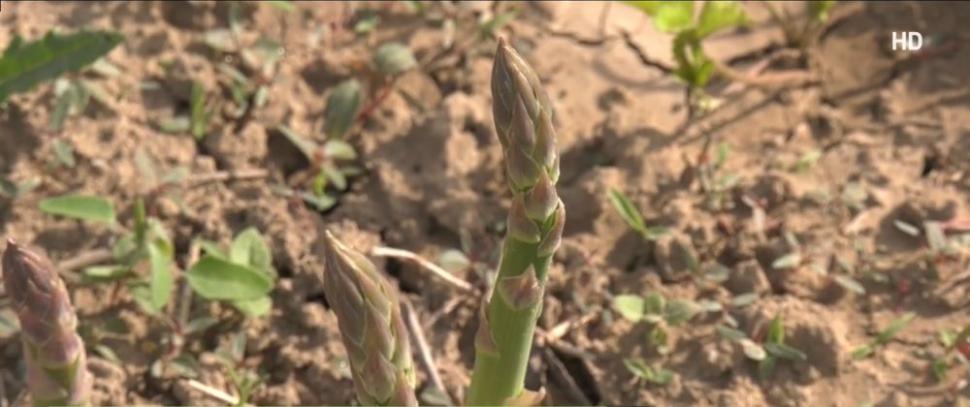 Afacerea cu care doi români din Bihor au dat lovitura. "Hrana regilor" se vinde cu 45 de lei/kg 898430