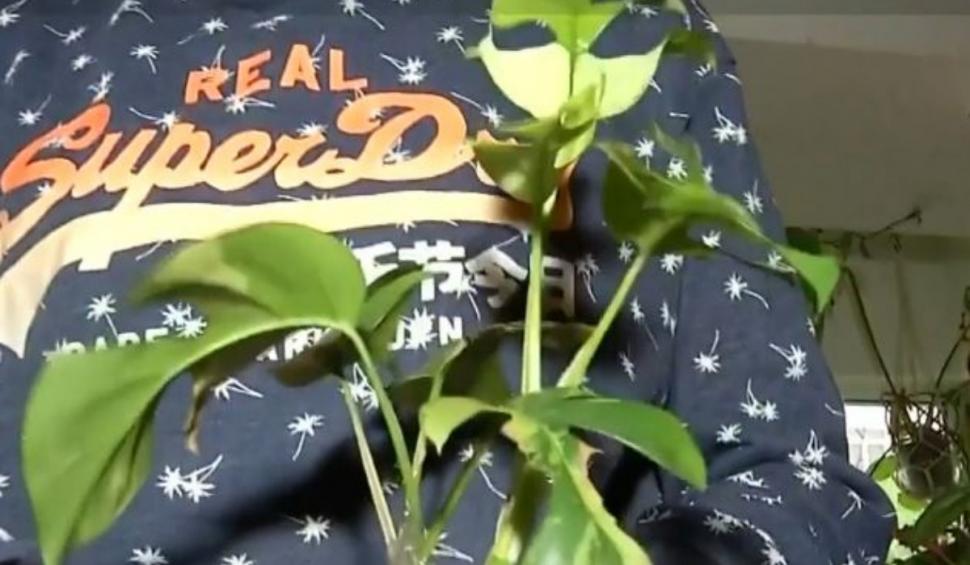 O femeie din Bucureşti şi-a transformat apartamentul în grădină botanică. Cum arată planta de 21.000 de euro 898648