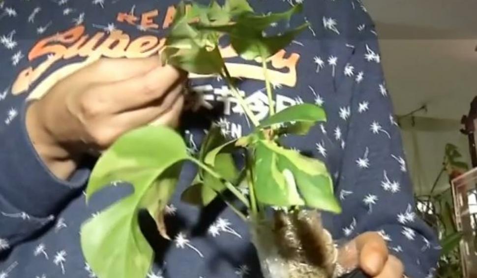 O femeie din Bucureşti şi-a transformat apartamentul în grădină botanică. Cum arată planta de 21.000 de euro 898649