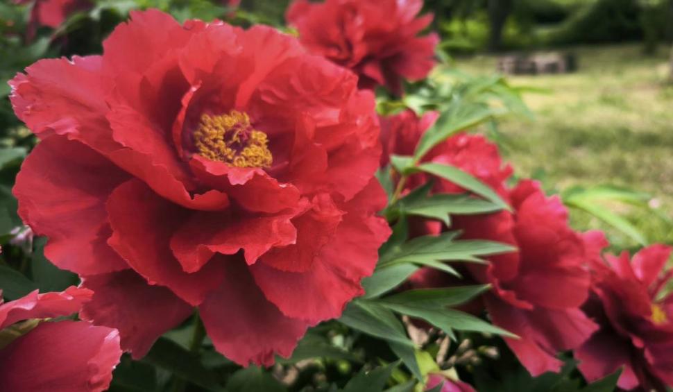 Floarea românească despre care se spune că a crescut din sângele eroilor moldoveni. Cei care o rup au parte de un necaz 898653