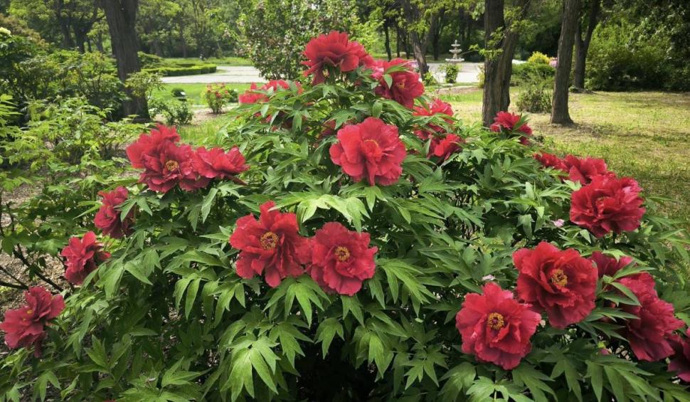 Floarea românească despre care se spune că a crescut din sângele eroilor moldoveni. Cei care o rup au parte de un necaz 898654