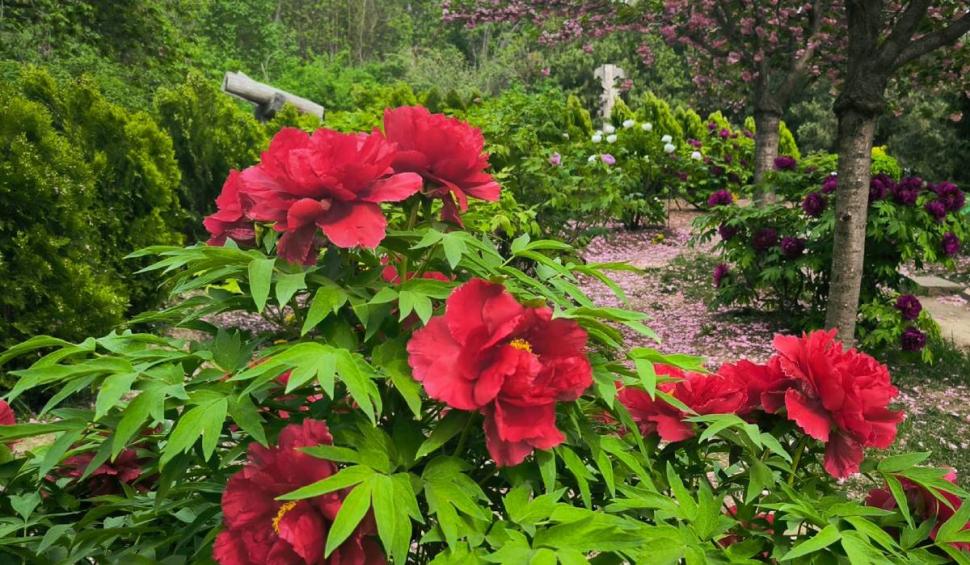 Floarea românească despre care se spune că a crescut din sângele eroilor moldoveni. Cei care o rup au parte de un necaz 898655