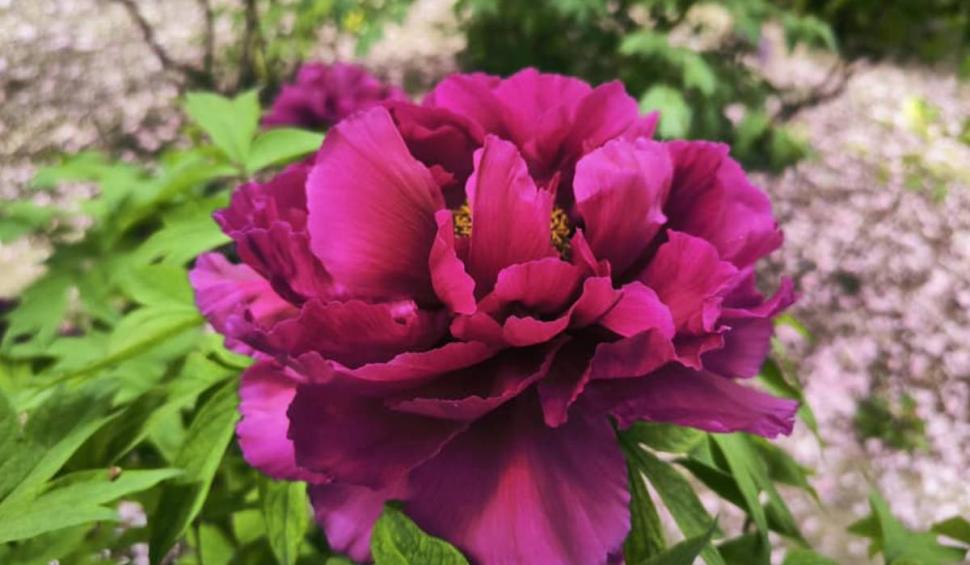 Floarea românească despre care se spune că a crescut din sângele eroilor moldoveni. Cei care o rup au parte de un necaz 898656