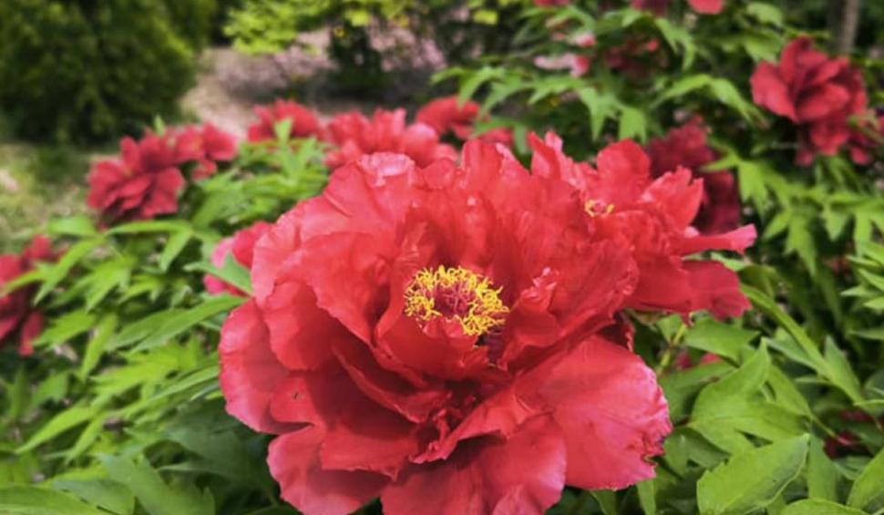 Floarea românească despre care se spune că a crescut din sângele eroilor moldoveni. Cei care o rup au parte de un necaz 898657