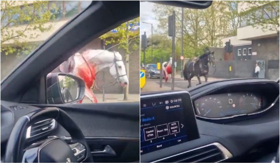 Doi cai au scăpat în traficul din centrul Londrei și au provocat haos. Autoritățile confirmă mai mulți răniți