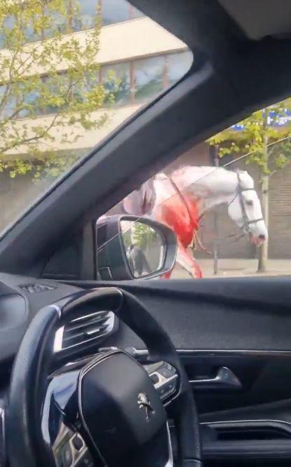 Doi cai au scăpat în traficul din centrul Londrei și au provocat haos. Autoritățile confirmă mai mulți răniți 899076