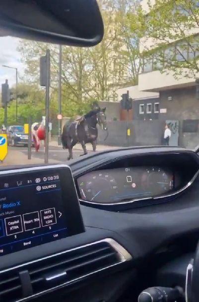 Doi cai au scăpat în traficul din centrul Londrei și au provocat haos. Autoritățile confirmă mai mulți răniți 899077