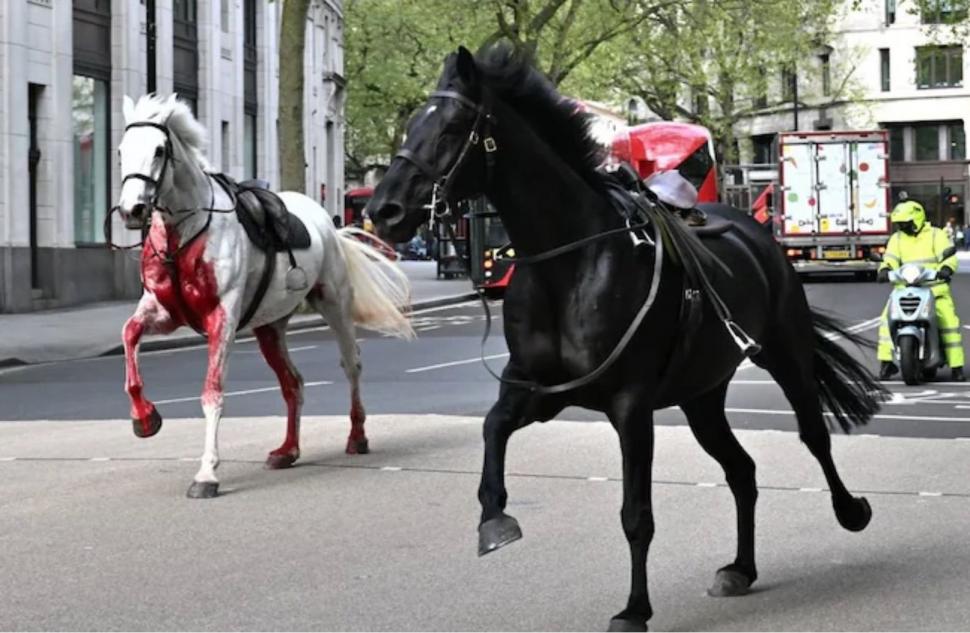 Doi cai au scăpat în traficul din centrul Londrei și au provocat haos. Autoritățile confirmă mai mulți răniți 899080