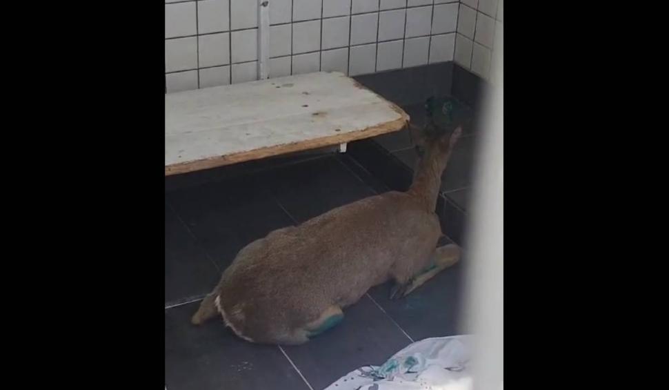 O căprioară a ajuns pe Faleza Dunării, în Galați. Animalul a suferit câteva răni 899091