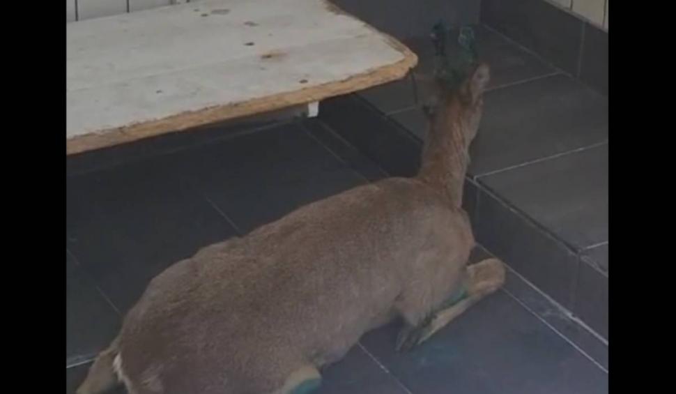 O căprioară a ajuns pe Faleza Dunării, în Galați. Animalul a suferit câteva răni 899092