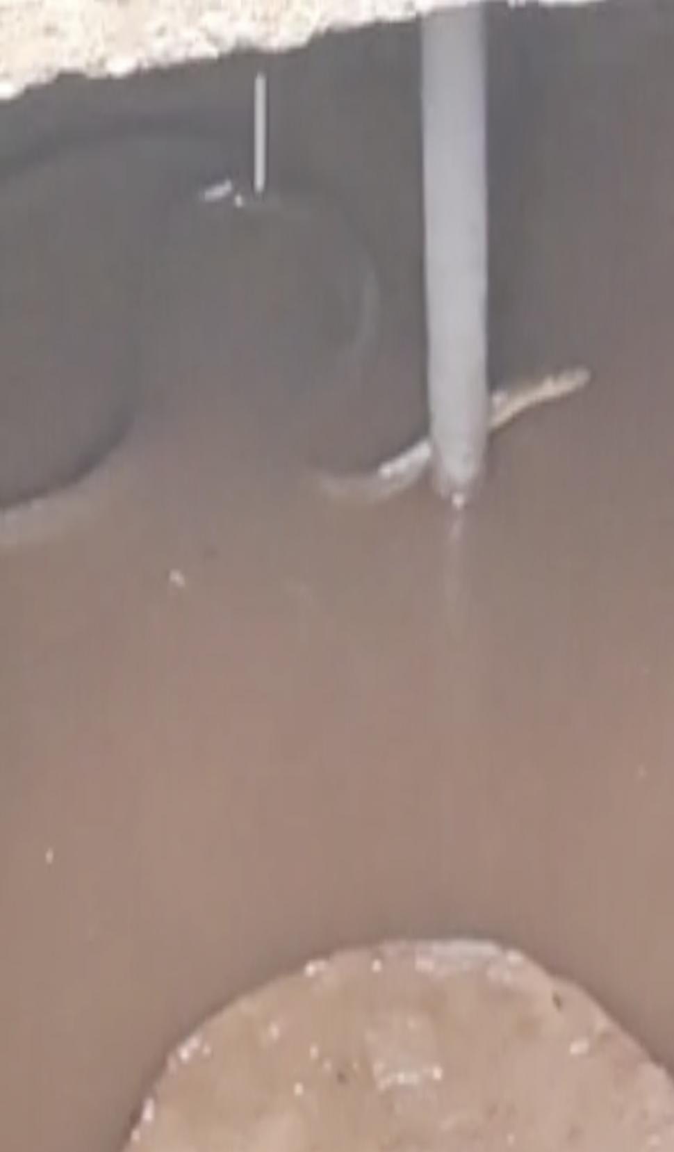 Un șarpe de doi metri a fost găsit într-o stație de pompare a apei din Mehedinți. Oamenii s-au speriat și au anunțat autoritățile 899365