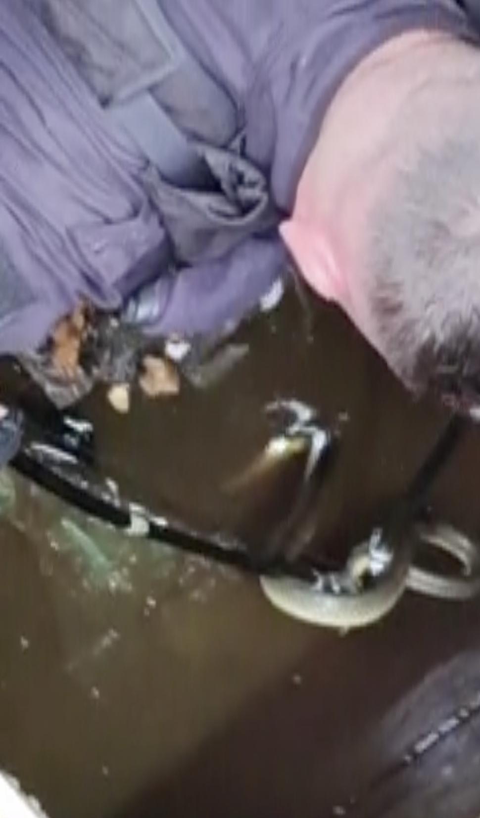 Un șarpe de doi metri a fost găsit într-o stație de pompare a apei din Mehedinți. Oamenii s-au speriat și au anunțat autoritățile 899367