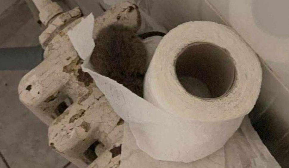 Imagini șocante surprinse de o asistentă medicală | Un șobolan a fost descoperit într-o toaletă din cadrul Spitalului Sfântul Spiridon din Iași