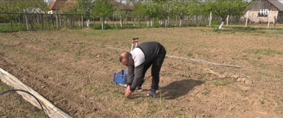 Afacerea care a devenit profitabilă pentru români: un singur kilogram costă 100 de lei | Prima dată s-a cultivat în România după Revoluţie 900043