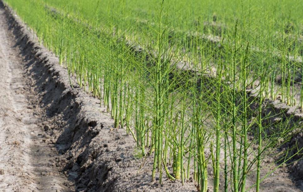 Afacerea care a devenit profitabilă pentru români: un singur kilogram costă 100 de lei | Prima dată s-a cultivat în România după Revoluţie 900044