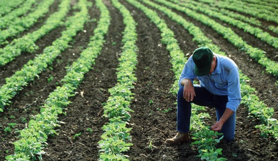 Afacerea care a devenit profitabilă pentru români: un singur kilogram costă 100 de lei | Prima dată s-a cultivat în România după Revoluţie 900045