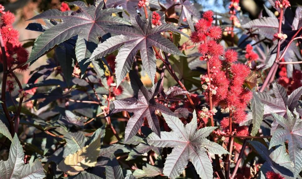 Afacerea care a devenit profitabilă pentru români: un singur kilogram costă 100 de lei | Prima dată s-a cultivat în România după Revoluţie 900049