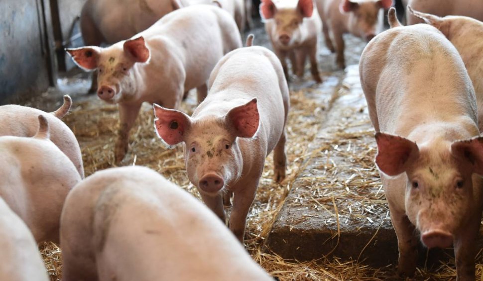 Alertă de pestă porcină într-un județ din România! Peste 11.000 de animale au fost sacrificate la o fermă