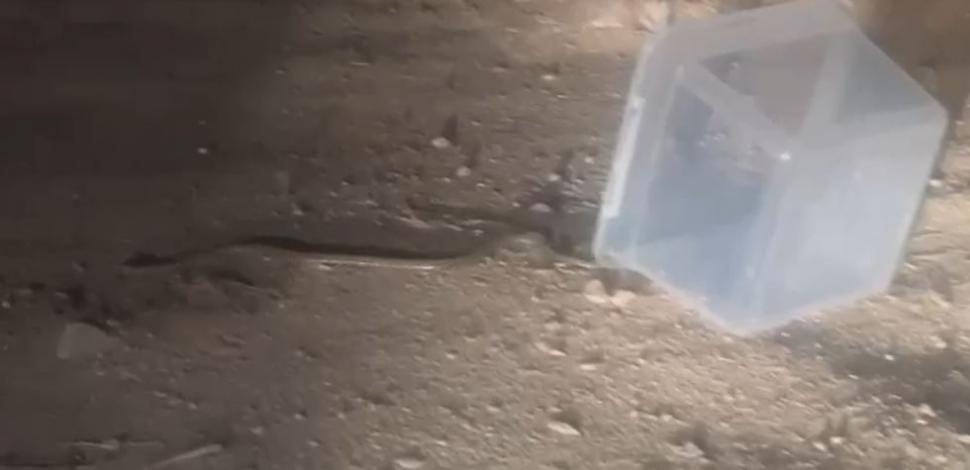 Șarpe, în dormitorul unei familii din Mehedinți! Panicați, oamenii au sunat la 112 pentru ajutor 900265