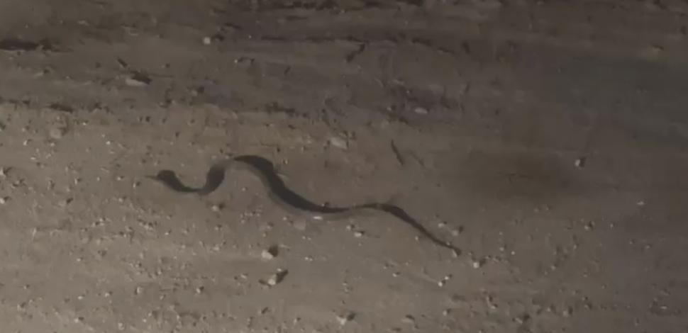 Șarpe, în dormitorul unei familii din Mehedinți! Panicați, oamenii au sunat la 112 pentru ajutor 900266