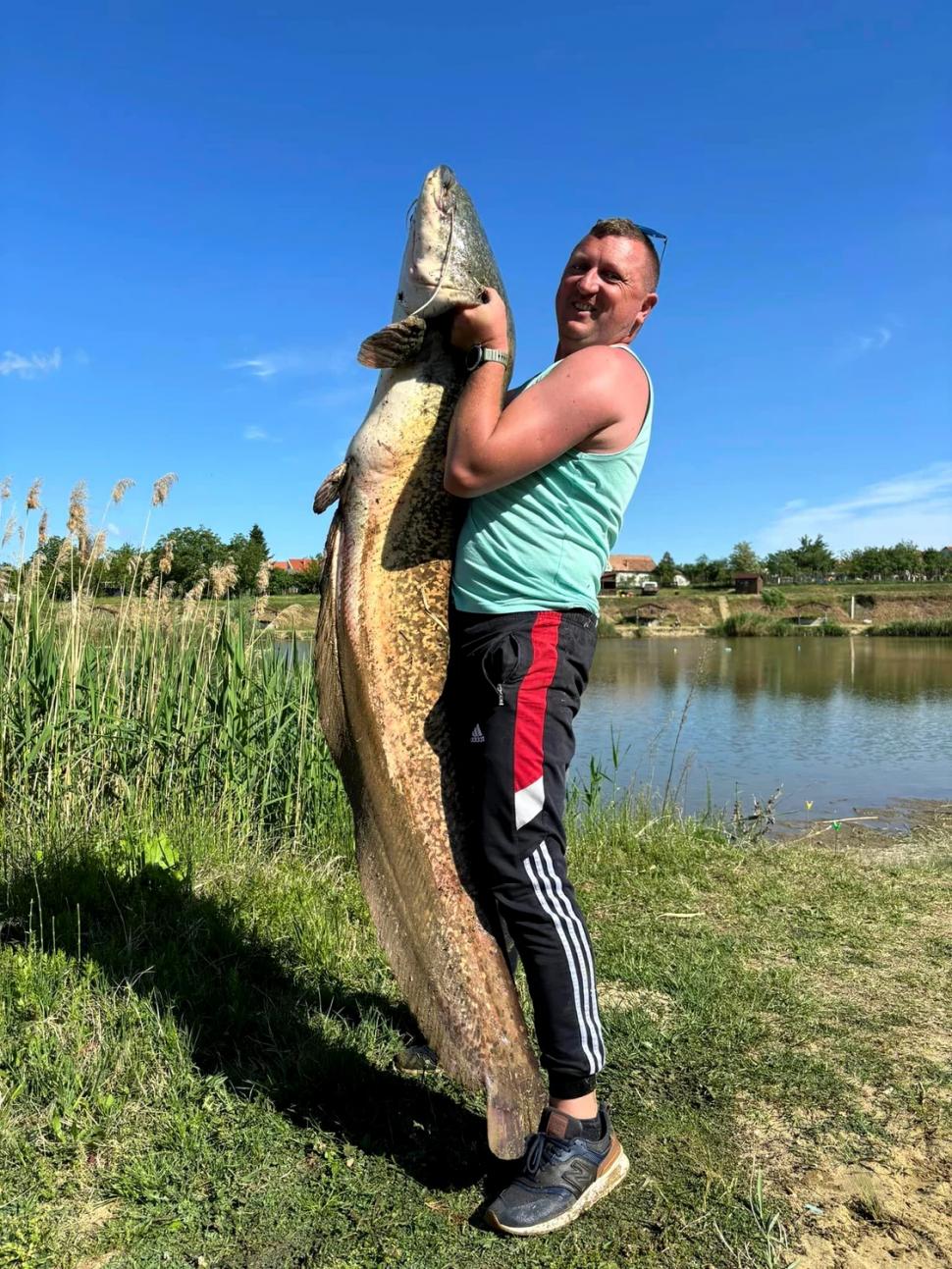 Pește uriaș capturat pe o baltă din vestul României | Are peste doi metri și de patru ani era în atenţia pescarilor 900642