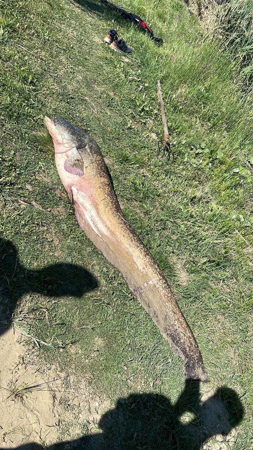 Pește uriaș capturat pe o baltă din vestul României | Are peste doi metri și de patru ani era în atenţia pescarilor 900643