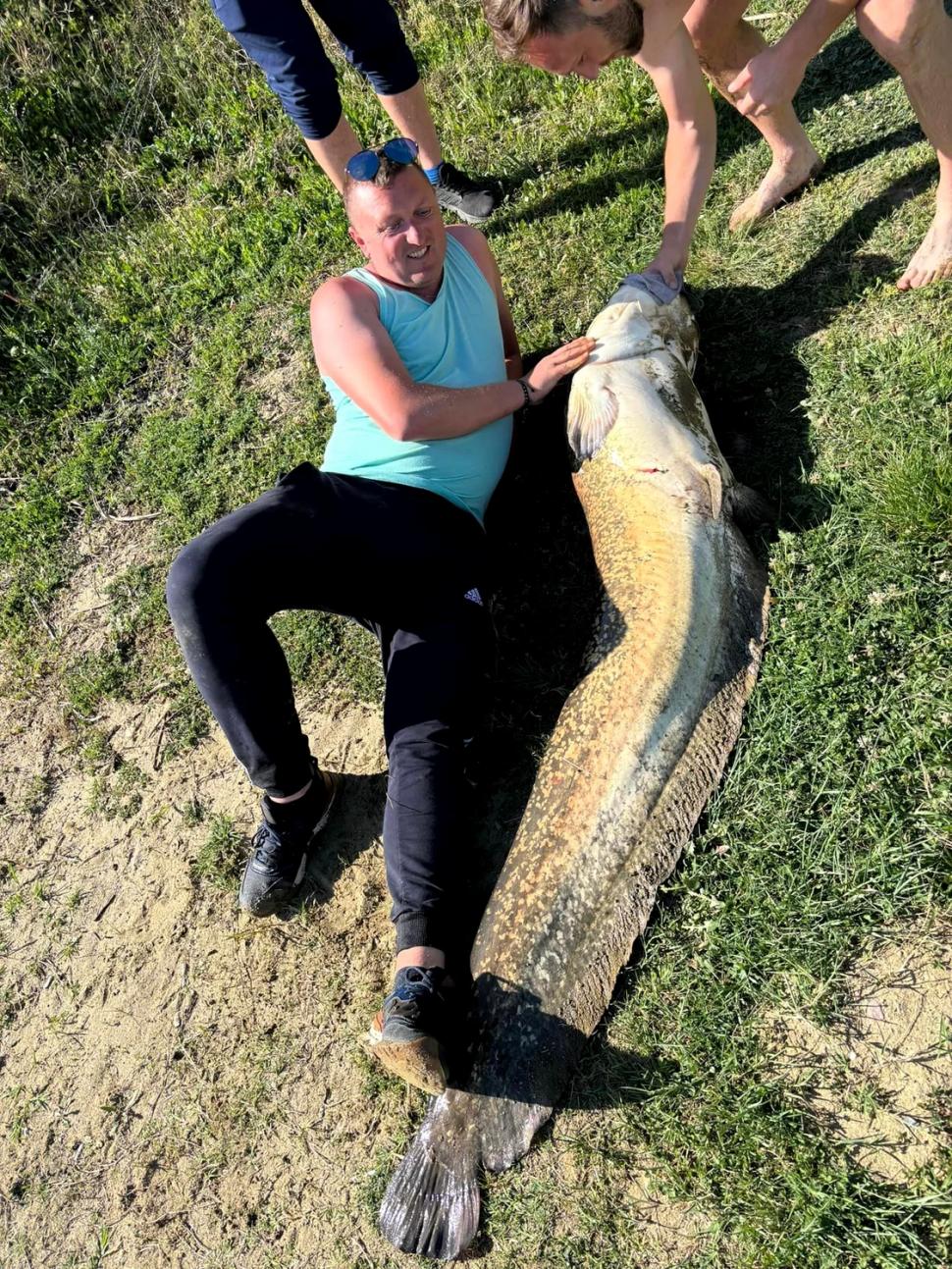 Pește uriaș capturat pe o baltă din vestul României | Are peste doi metri și de patru ani era în atenţia pescarilor 900644