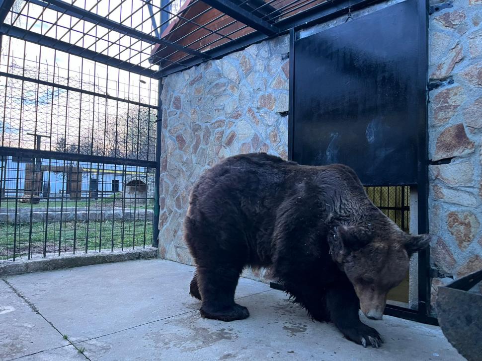 Animale noi, la Grădina Zoologică Sibiu: Imagini inedite cu cei doi lupi albi, gazela Oryx și ursul brun | "Noii locuitori s-au adaptat perfect" 900901