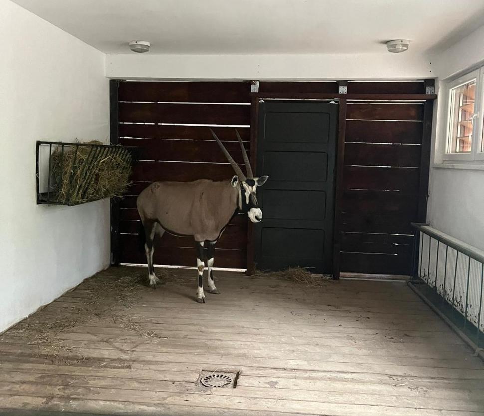 Animale noi, la Grădina Zoologică Sibiu: Imagini inedite cu cei doi lupi albi, gazela Oryx și ursul brun | "Noii locuitori s-au adaptat perfect" 900902