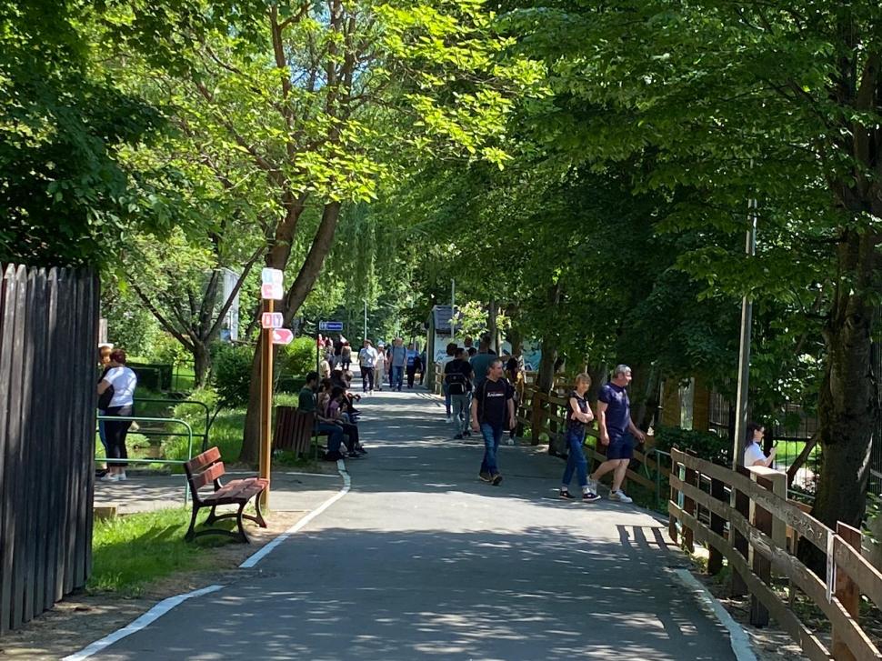 Animale noi, la Grădina Zoologică Sibiu: Imagini inedite cu cei doi lupi albi, gazela Oryx și ursul brun | "Noii locuitori s-au adaptat perfect" 900907