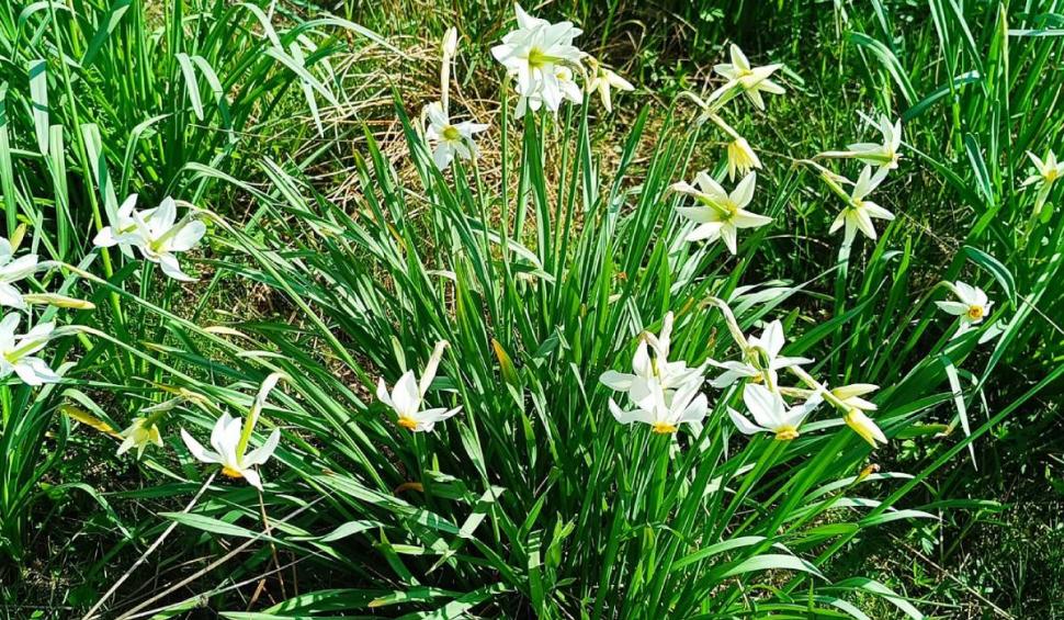 Locul sălbatic din România unde găsești narcise cât vezi cu ochii. Oamenii merg cu sutele 900865