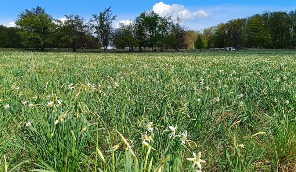 Locul sălbatic din România unde găsești narcise cât vezi cu ochii. Oamenii merg cu sutele 900866