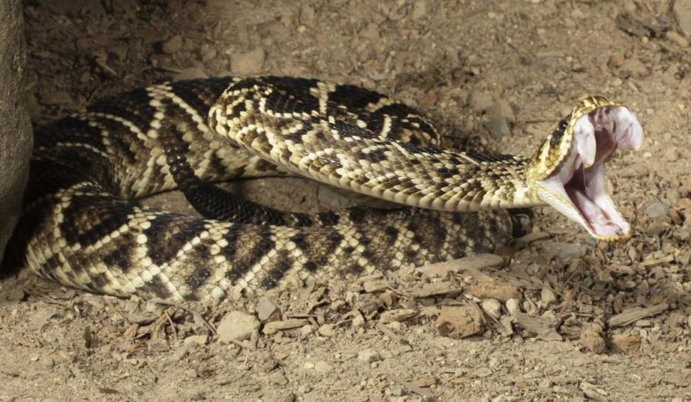 Animalul periculos care a fost văzut în România. E de trei ori mai veninos decât șarpele cu clopoței 901191