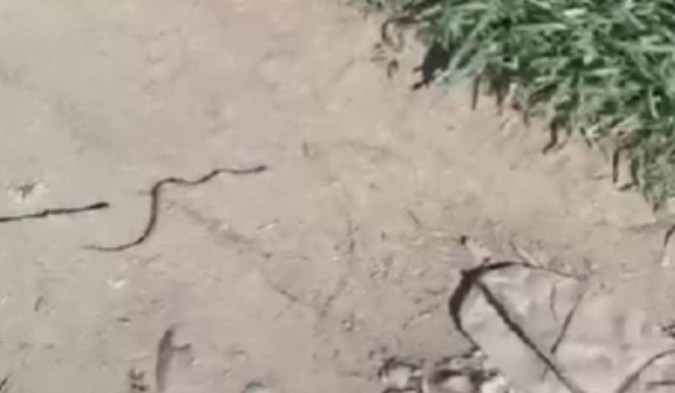 Animalul periculos care a fost văzut în România. E de trei ori mai veninos decât șarpele cu clopoței 901192
