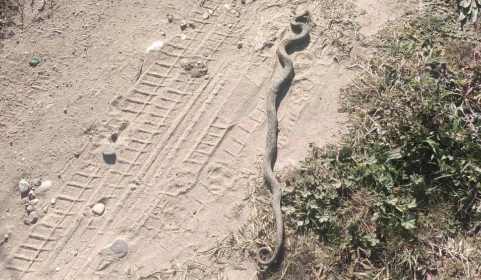 Animalul periculos care a fost văzut în România. E de trei ori mai veninos decât șarpele cu clopoței 901195