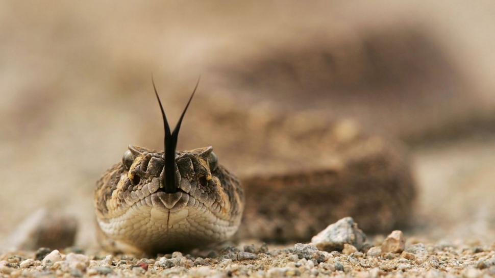 Animalul periculos care a fost văzut în România. E de trei ori mai veninos decât șarpele cu clopoței 901196