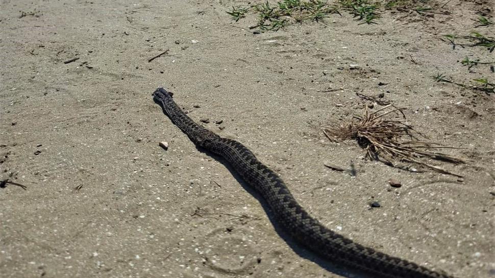 Animalul periculos care a fost văzut în România. E de trei ori mai veninos decât șarpele cu clopoței 901199