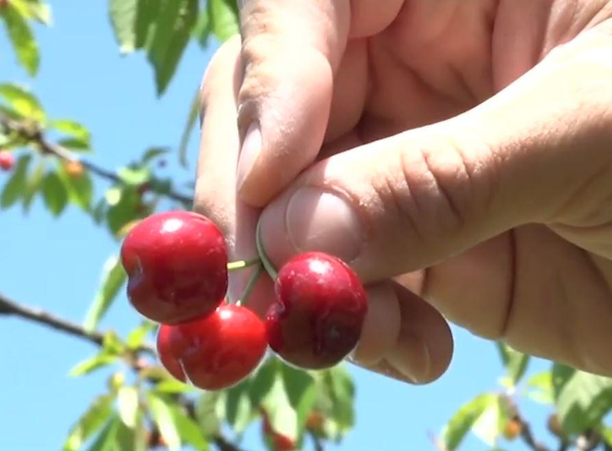 S-au copt cireșele de mai! Prețul cu care se vinde un kilogram la producător | ”Gustul este divin!” 901204