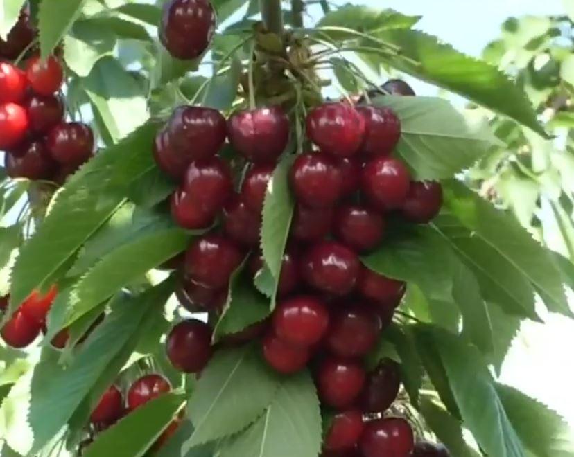 S-au copt cireșele de mai! Prețul cu care se vinde un kilogram la producător | ”Gustul este divin!” 901205