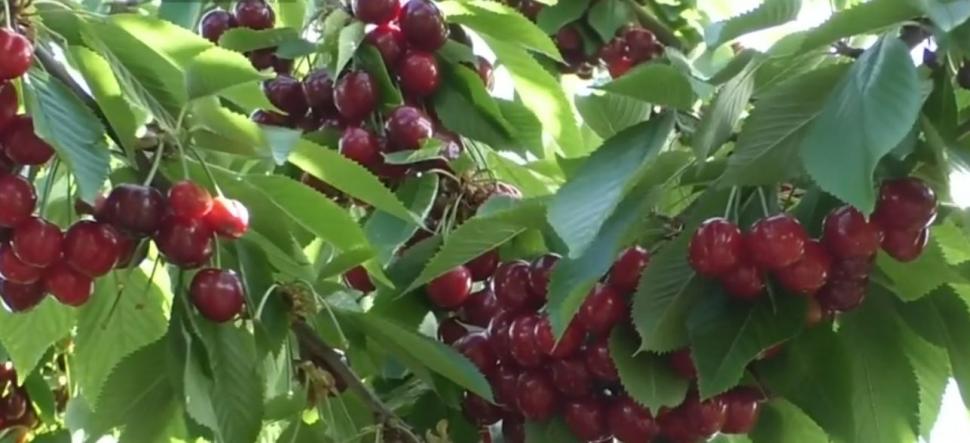 S-au copt cireșele de mai! Prețul cu care se vinde un kilogram la producător | ”Gustul este divin!” 901206