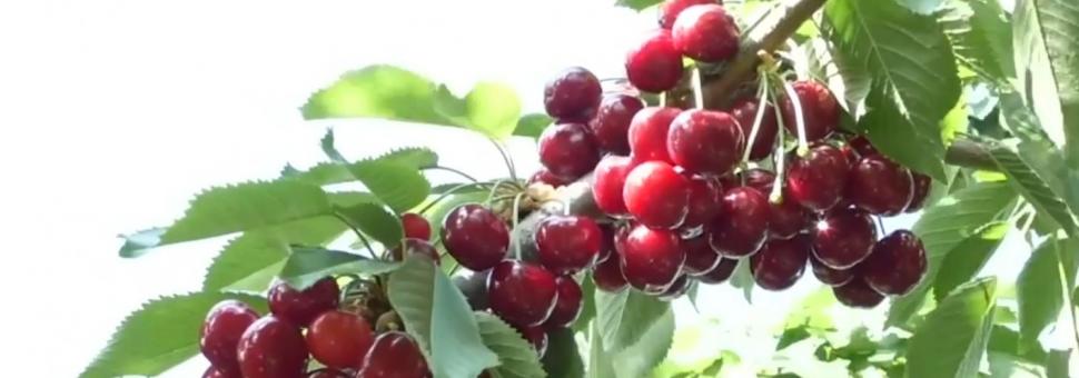 S-au copt cireșele de mai! Prețul cu care se vinde un kilogram la producător | ”Gustul este divin!” 901207