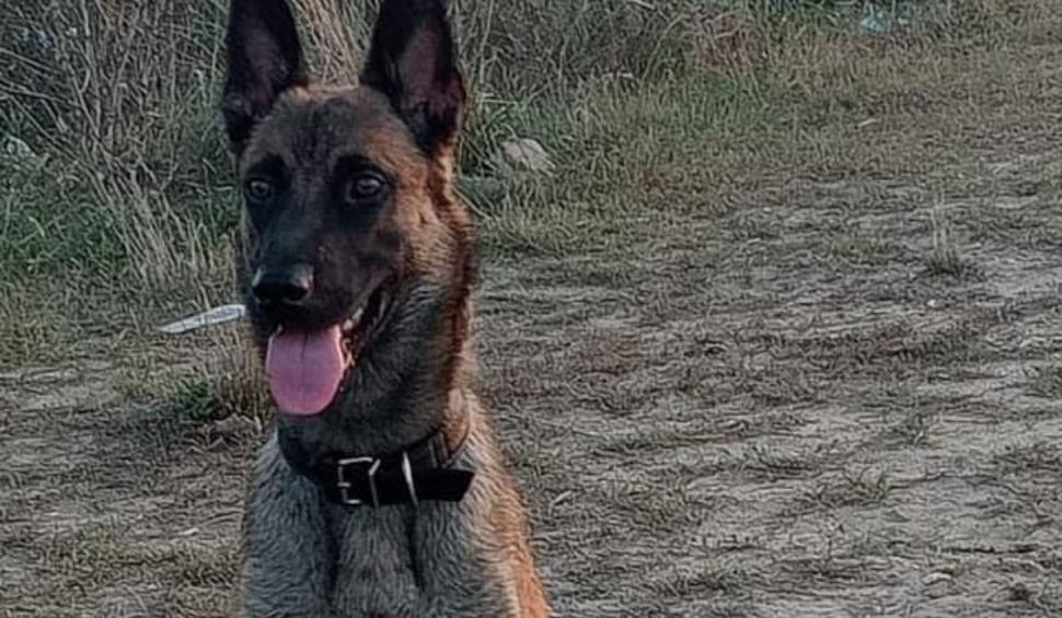 Mike, un ciobănesc german, care a dispărut de acasă de mai bine de 6 săptămâni, căutat de zeci de voluntari | Stăpânul oferă o recompensă de 1.000 de euro 901352