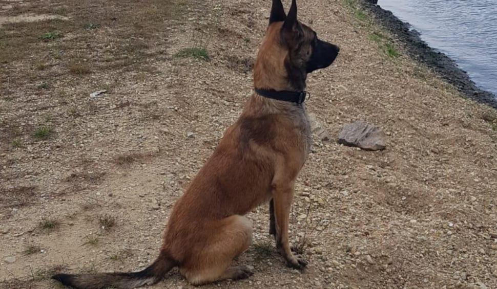 Mike, un ciobănesc german, care a dispărut de acasă de mai bine de 6 săptămâni, căutat de zeci de voluntari | Stăpânul oferă o recompensă de 1.000 de euro 901353