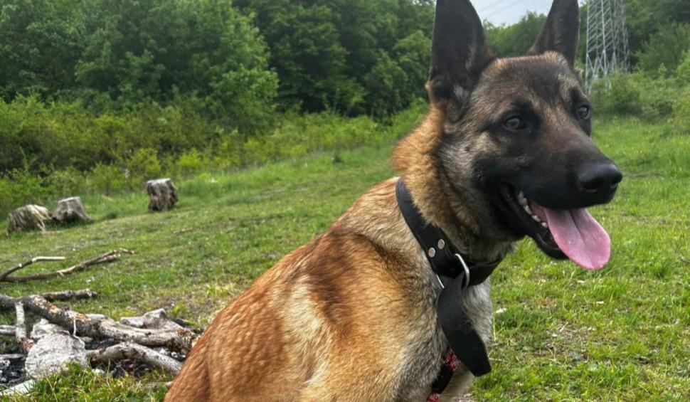 Mike, un ciobănesc german, care a dispărut de acasă de mai bine de 6 săptămâni, căutat de zeci de voluntari | Stăpânul oferă o recompensă de 1.000 de euro 901354
