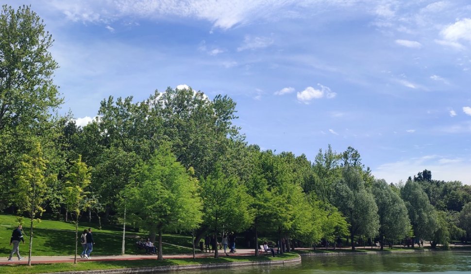 Primăria Municipiului București, dată în judecată pentru retrocedarea abuzivă a 12 hectare de pădure urbană din Parcul IOR