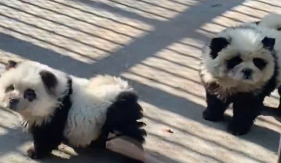 O grădină zoologică a vopsit mai mulți câini pe care i-a prezentat apoi ca urși panda. Vizitatorii au fost taxați pentru a vedea noua atracție